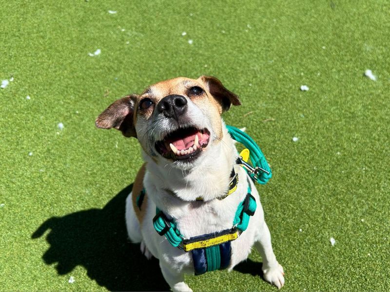 Cider | Terrier (Jack Russell) | Salisbury (Wiltshire) - 1