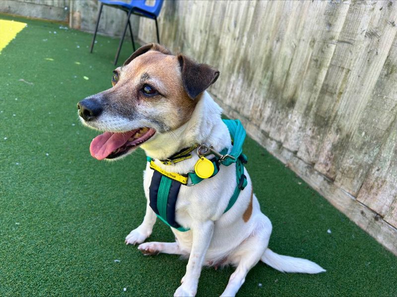 Jack Russell for adoption in Newton Tony, Wiltshire – 10 years old - Image 7 of 7