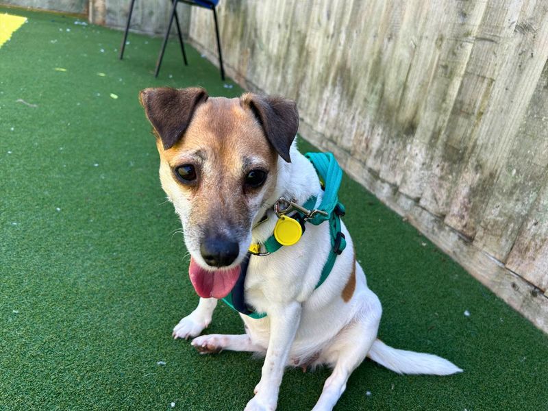 Jack Russell for adoption in Newton Tony, Wiltshire – 10 years old - Image 4 of 7
