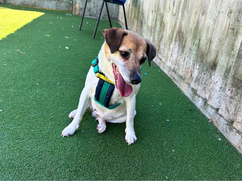 Jack Russell for adoption in Newton Tony, Wiltshire – 10 years old - Image 2 of 7