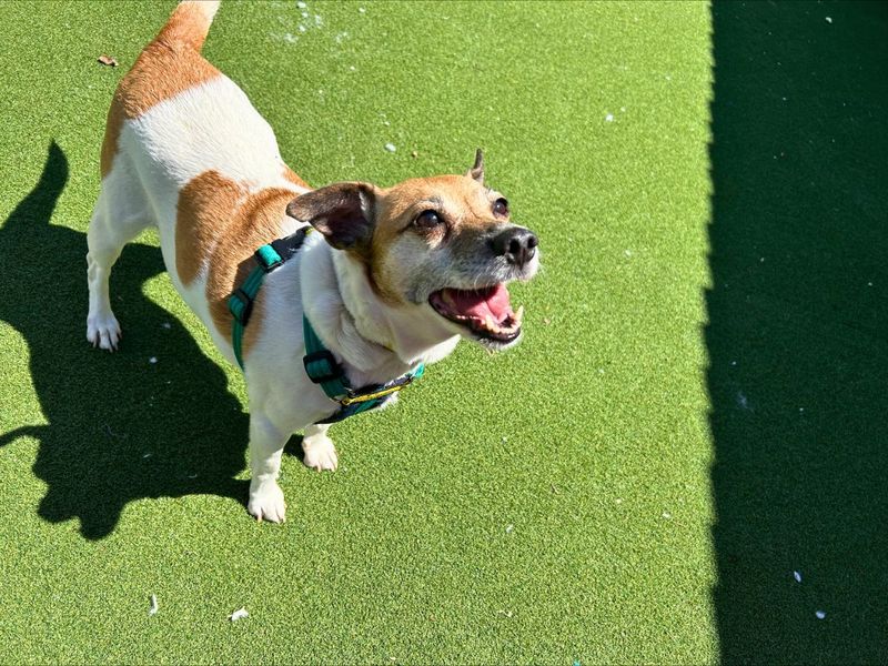 Jack Russell for adoption in Newton Tony, Wiltshire – 10 years old - Image 6 of 7