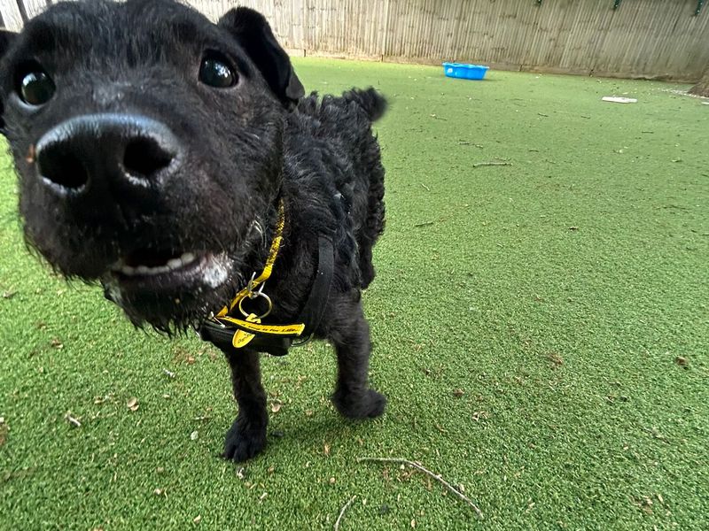 Jack | Terrier (Patterdale) | Canterbury - 1