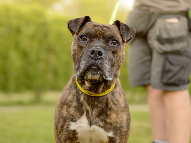 Kyza | Boxer Cross | Kenilworth (West Midlands) - 8