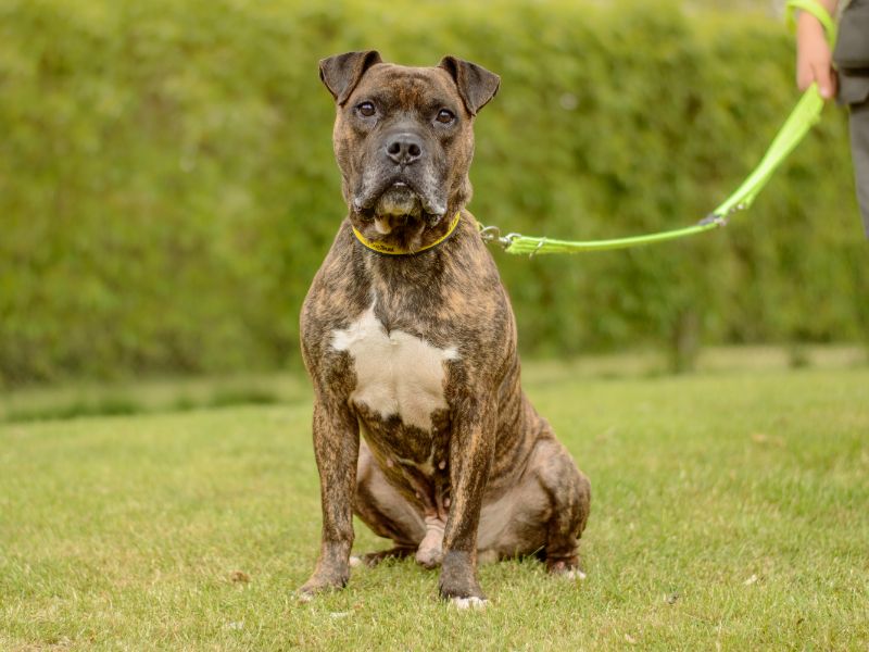 Boxer for adoption in Kenilworth, Warks – 5 years old - Image 4 of 5