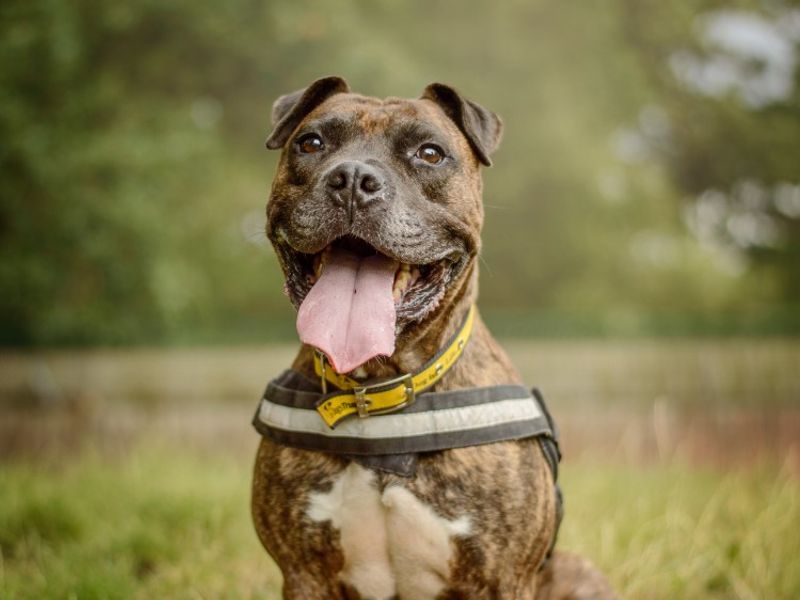 Kyza | Boxer Cross | Kenilworth (West Midlands) - 12