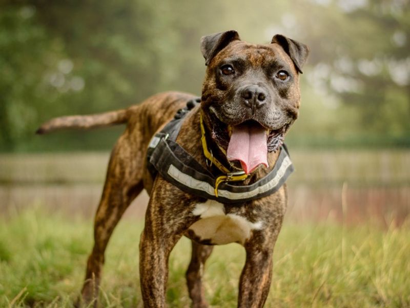 Kyza | Boxer Cross | Kenilworth (West Midlands) - 6