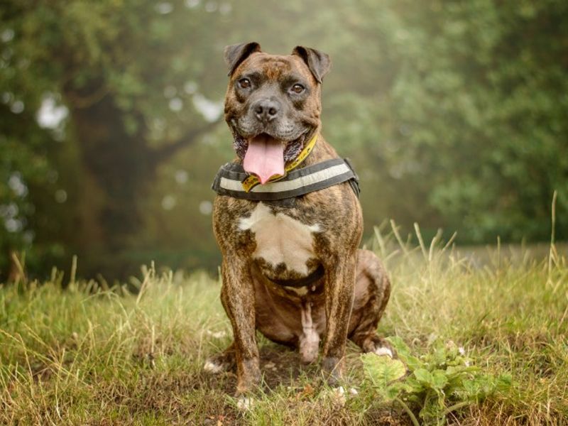 Kyza | Boxer Cross | Kenilworth (West Midlands) - 9