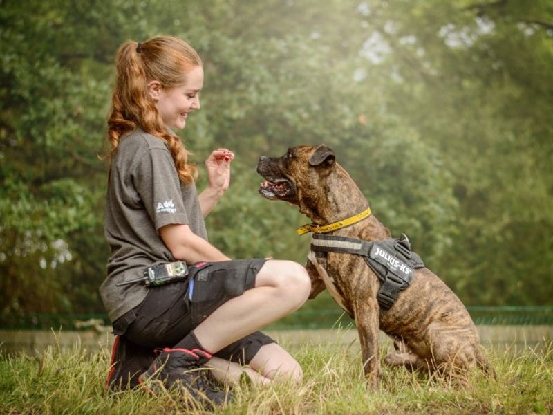 Kyza | Boxer Cross | Kenilworth (West Midlands) - 2