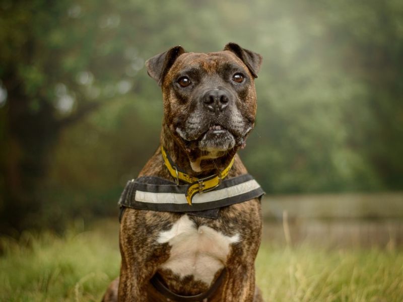 Kyza | Boxer Cross | Kenilworth (West Midlands) - 10