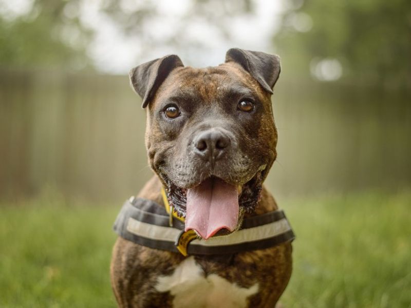 Kyza | Boxer Cross | Kenilworth (West Midlands) - 11