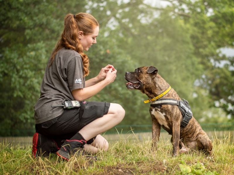 Kyza | Boxer Cross | Kenilworth (West Midlands) - 5