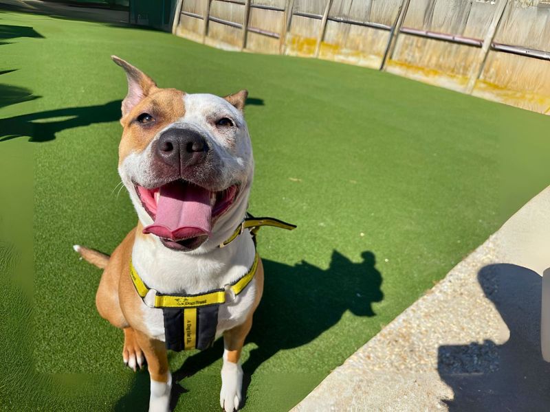 Cookie | Terrier (Staffordshire Bull) Cross | Salisbury (Wiltshire) - 1