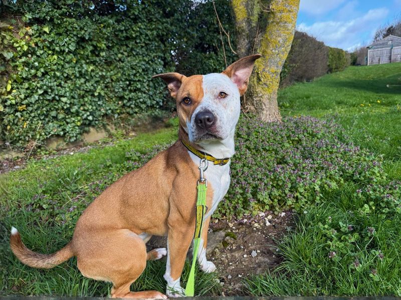 Peaches | Terrier (Staffordshire Bull) Cross | Loughborough - 1