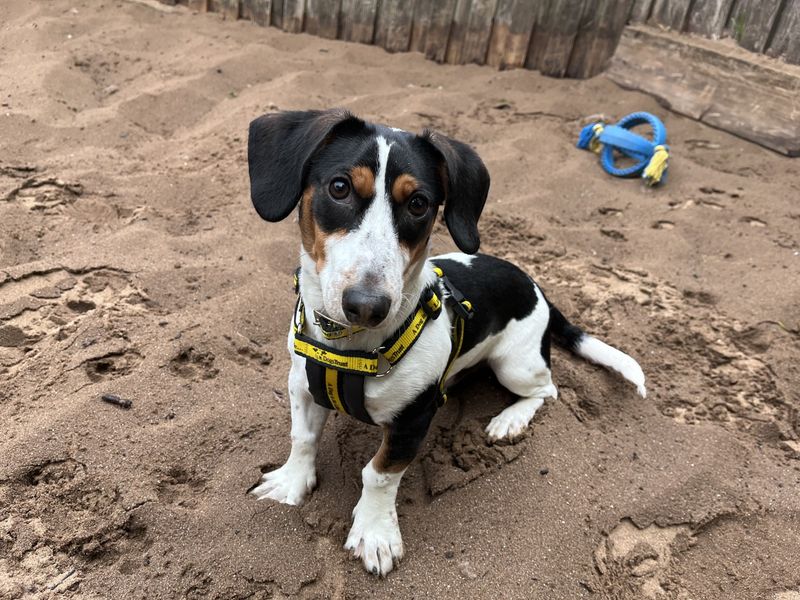 Jack Russell for adoption in Ilfracombe, North Devon – 7 months old