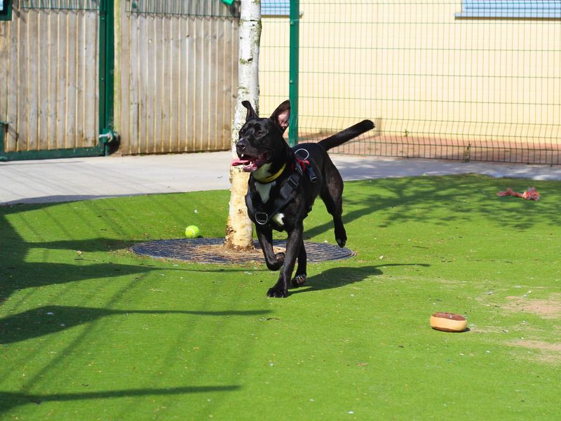 Staffordshire Bull Terrier for adoption in Manchester, Greater Manchester – 1 year old - Image 4 of 5