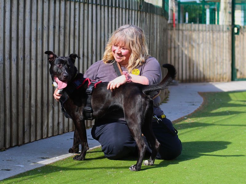 Staffordshire Bull Terrier for adoption in Manchester, Greater Manchester – 1 year old - Image 3 of 5