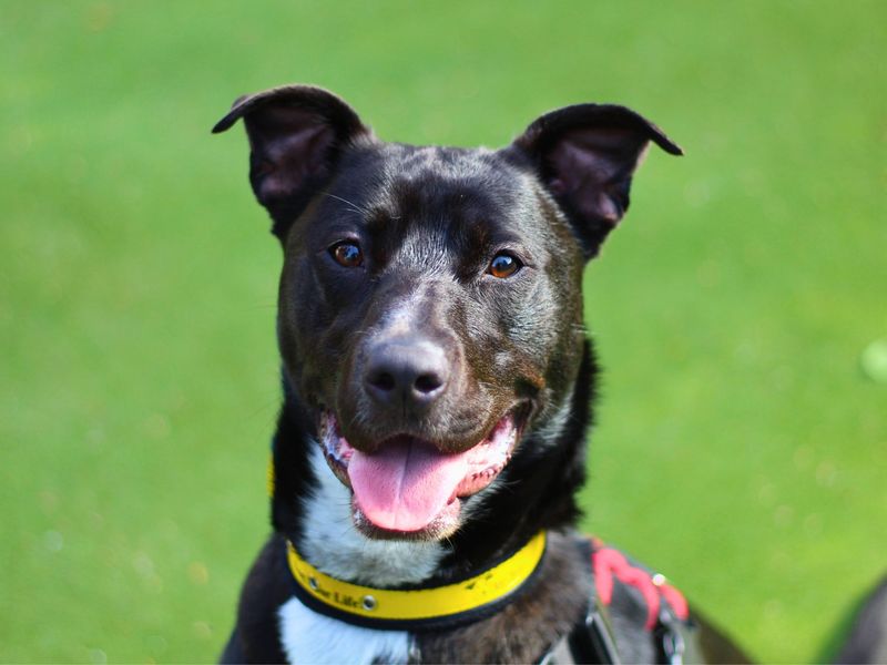 Staffordshire Bull Terrier for adoption in Manchester, Greater Manchester – 1 year old - Image 2 of 5