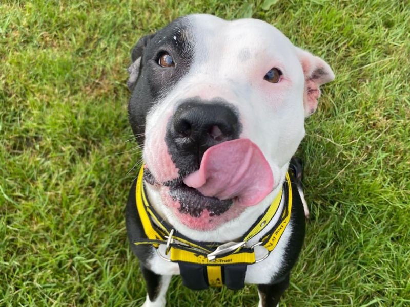 Lottie for sale in Mid Glamorgan, Wales - Image 3