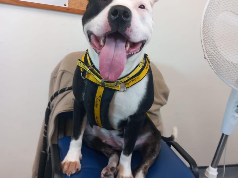 Staffordshire Bull Terrier for adoption in Mid Glamorgan, Wales – 3 years old - Image 4 of 4