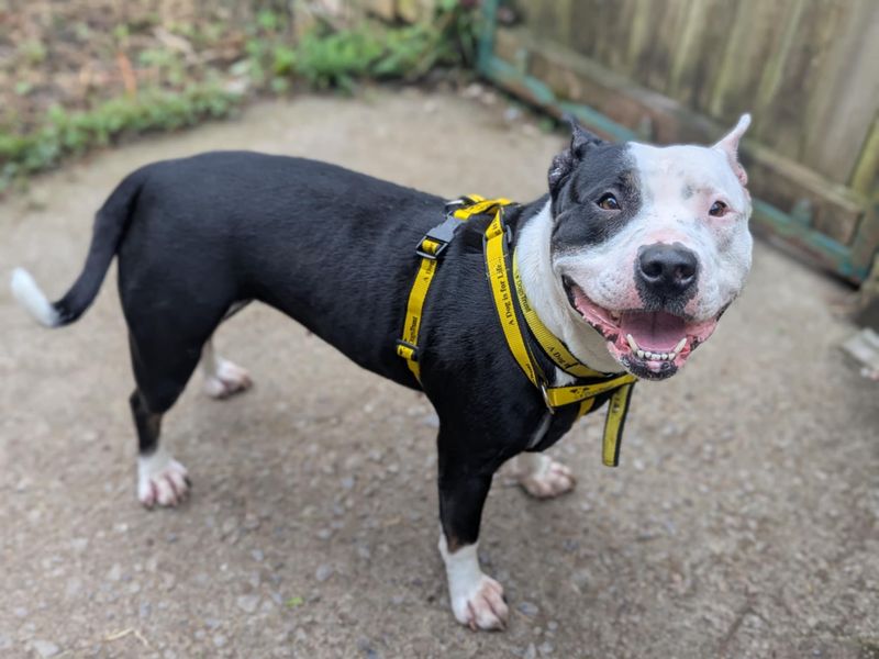 Lottie for sale in Mid Glamorgan, Wales