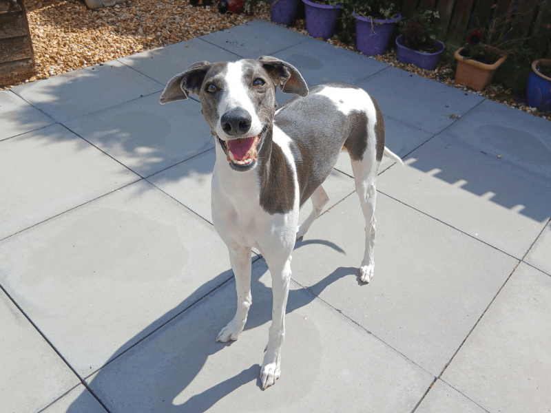 Snoop | Lurcher | Dundee rehoming - 1