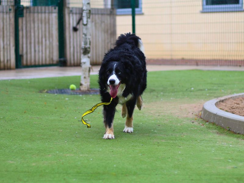 Border Collie for adoption in Manchester, Greater Manchester – 7 years old - Image 2 of 5