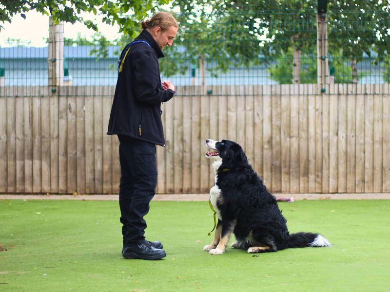 Cooper | Bernese Mountain Dog Cross | Manchester - 1