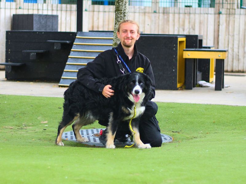 Border Collie for adoption in Manchester, Greater Manchester – 7 years old - Image 4 of 5