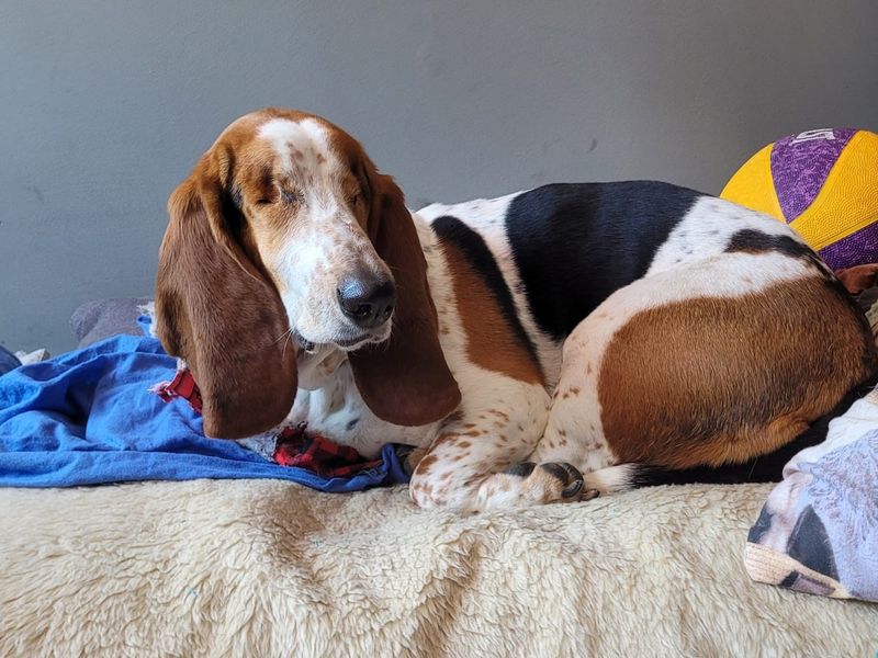 Margot | Basset Hound | Shoreham (Sussex) - 1