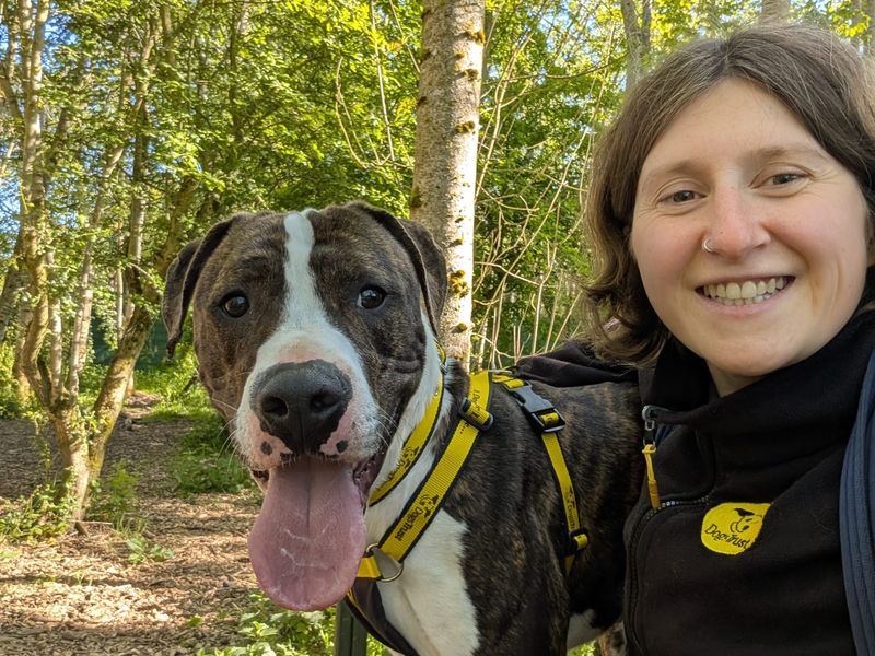 Nevil | Boxer Cross | West Calder (Edinburgh) - 1