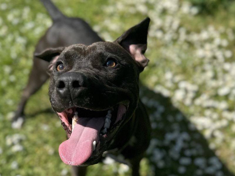 Staffordshire Bull Terrier for adoption in Glasgow, Scotland – 1 year old - Image 3 of 6