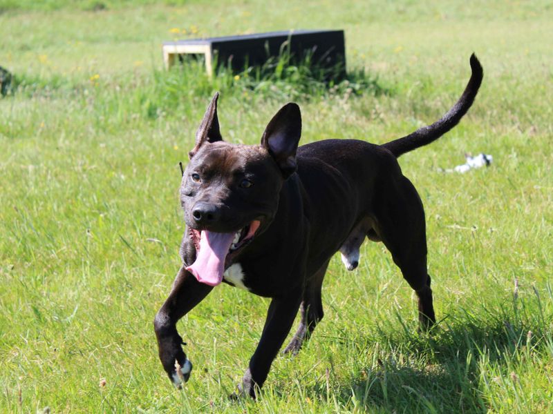 Staffordshire Bull Terrier for adoption in Glasgow, Scotland – 1 year old - Image 2 of 6
