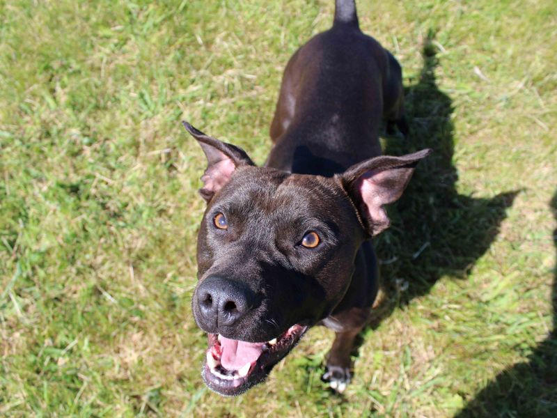 Staffordshire Bull Terrier for adoption in Glasgow, Scotland – 1 year old - Image 6 of 6