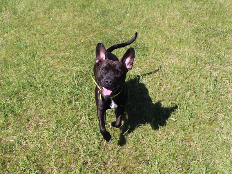 Staffordshire Bull Terrier for adoption in Glasgow, Scotland – 1 year old - Image 4 of 6