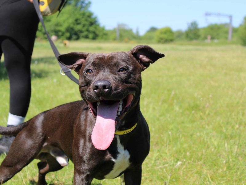Staffordshire Bull Terrier for adoption in Glasgow, Scotland – 1 year old - Image 5 of 6