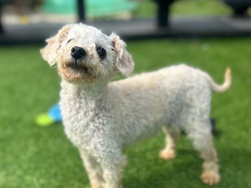 Paul | Poodle (Toy) | Loughborough - 1