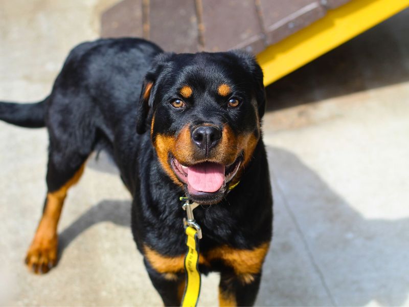 Nessa | Rottweiler | Manchester - 1