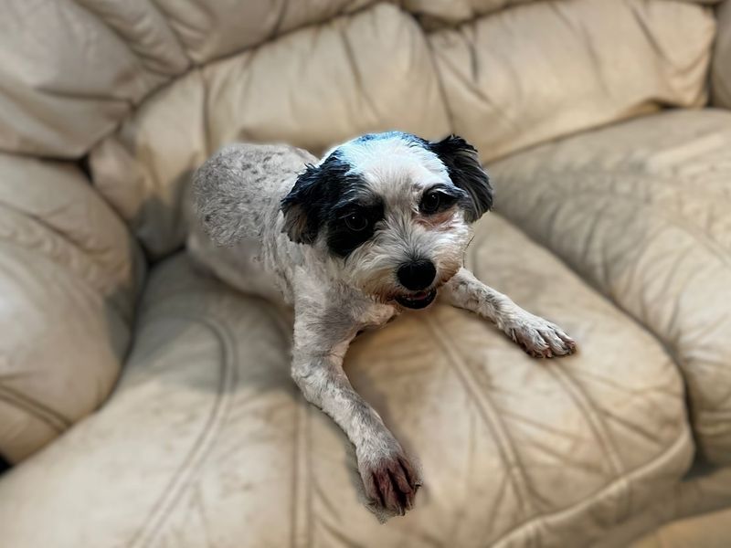 Charlie | Spaniel (Cavalier King Charles) Cross | Canterbury - 1