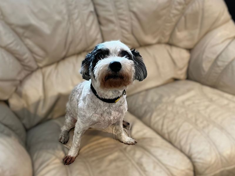 Cavalier King Charles Spaniel for adoption in Chestfield, Kent – 11 years old - Image 2 of 2