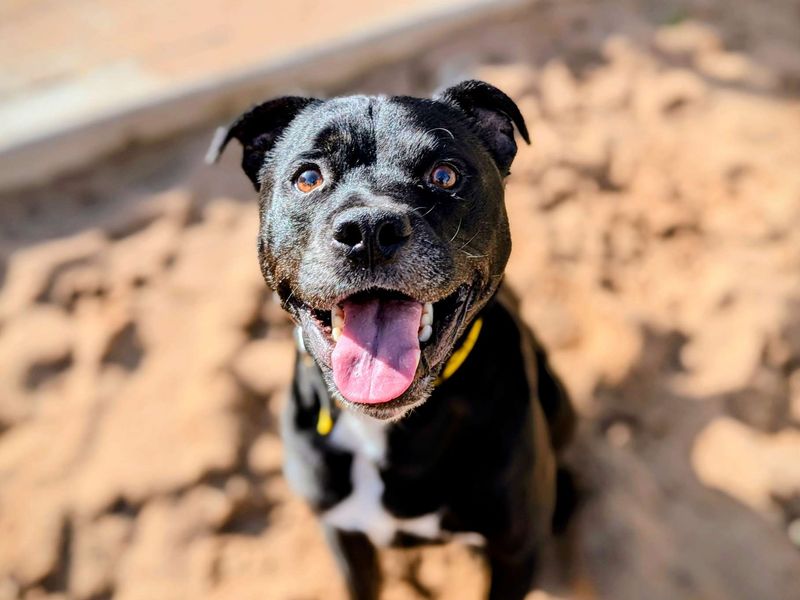 Staffordshire Bull Terrier for adoption in Cardiff, Glamorgan – 5 years old - Image 5 of 5