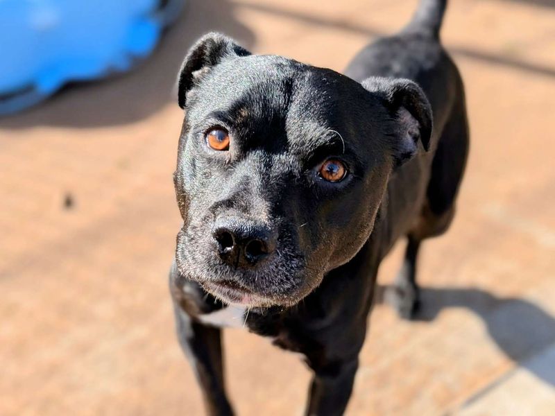 Staffordshire Bull Terrier for adoption in Cardiff, Glamorgan – 5 years old - Image 3 of 5