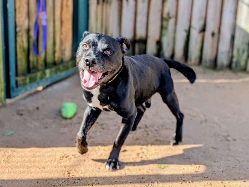 Staffordshire Bull Terrier for adoption in Cardiff, Glamorgan – 5 years old - Image 4 of 5