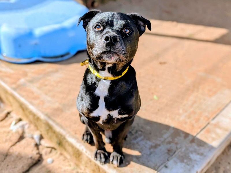Staffordshire Bull Terrier for adoption in Cardiff, Glamorgan – 5 years old - Image 2 of 5