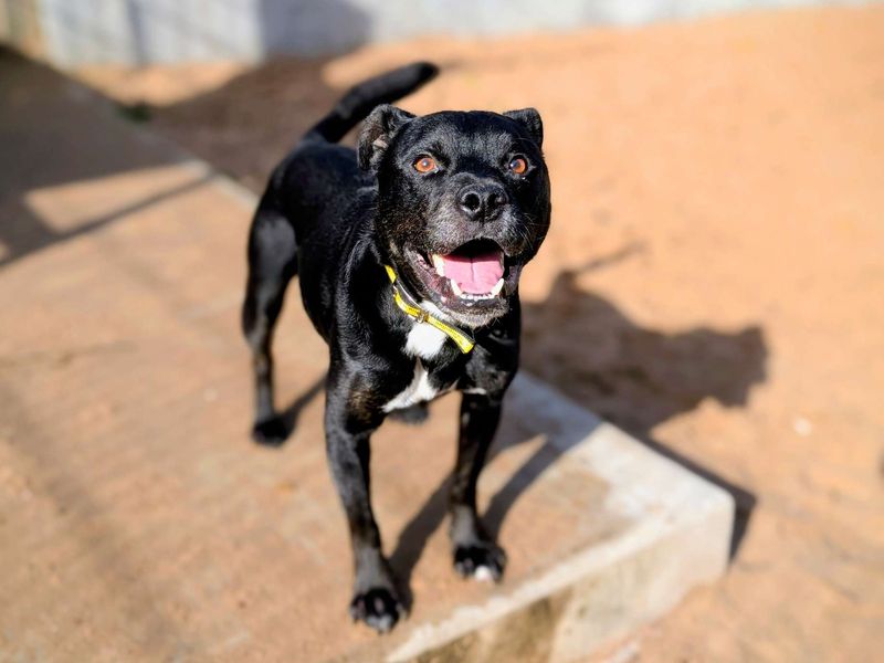 Button Moon | Terrier (Staffordshire Bull) | Cardiff - 1