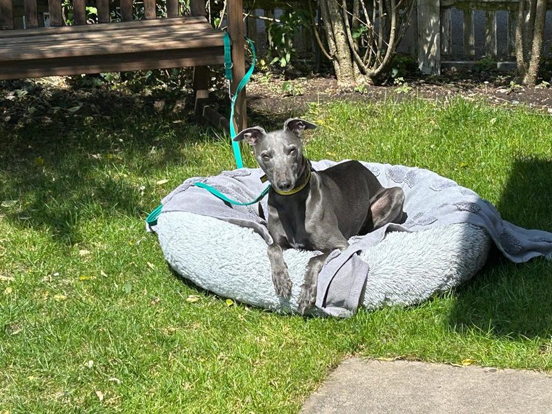 Flynn | Whippet | Kenilworth (West Midlands) - 1