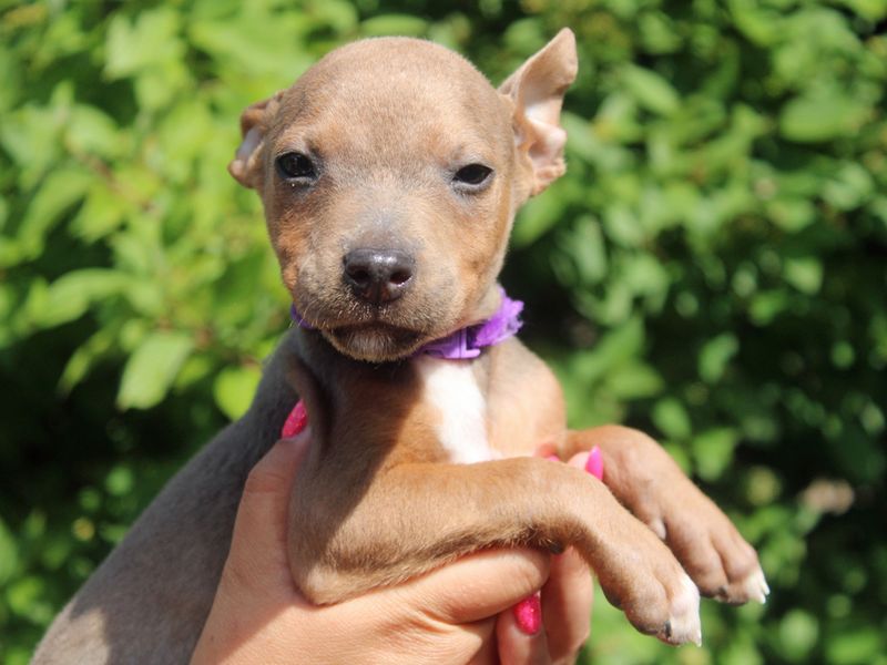 Staffordshire Bull Terrier for adoption in Liverpool, Merseyside – 4 months old