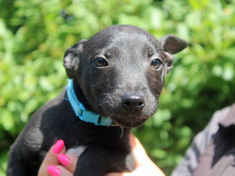 Oregon | Terrier (Staffordshire Bull) Cross | Merseyside (Liverpool) - 1