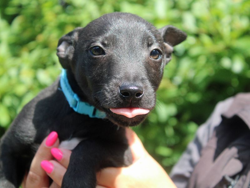 Staffordshire Bull Terrier for adoption in Liverpool, Merseyside – 3 months old - Image 2 of 2