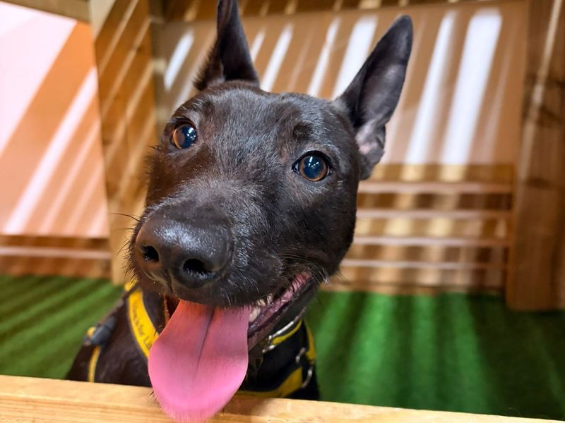 Ori | Terrier (Staffordshire Bull) Cross | Merseyside (Liverpool) - 1