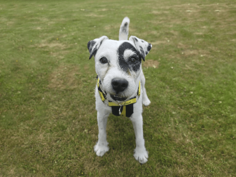 Tag | Terrier (Parson Russell) | Dundee rehoming - 1